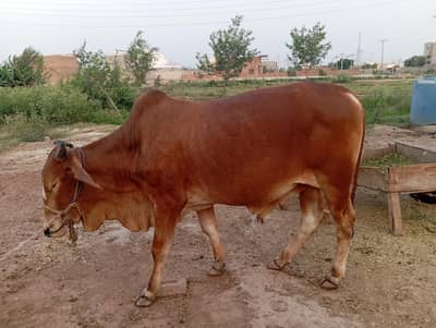 wacha for sale