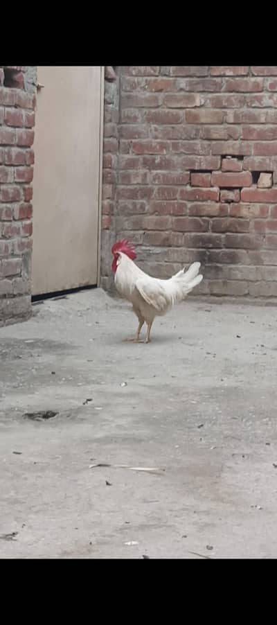 Desi Murghay For Sale 