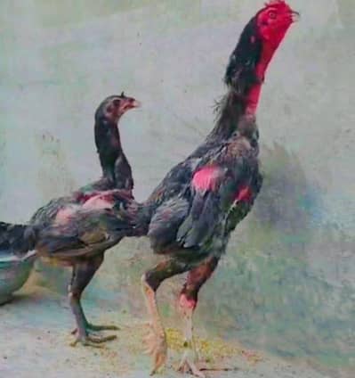 mashallah cheze taruf kii mohtaaj nai haii waleti bird srf male
