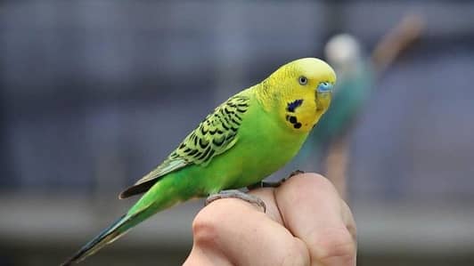Budgies, black wing, hogoromo