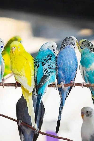 Budgies, black wing, hogoromo — photo 3