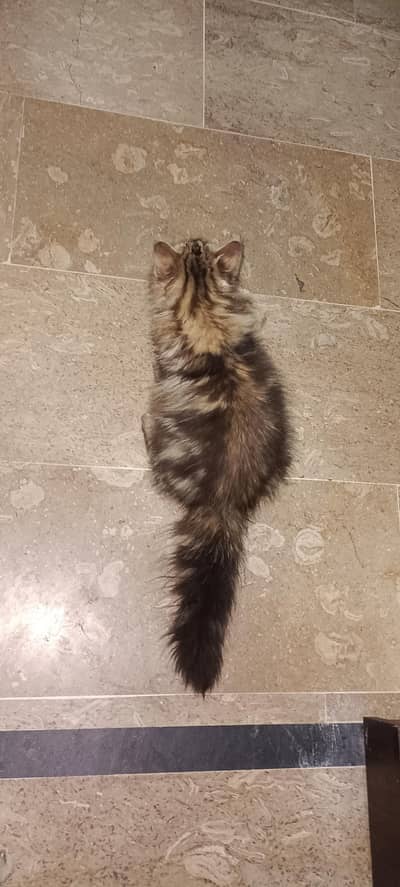 Siberian kitten kats