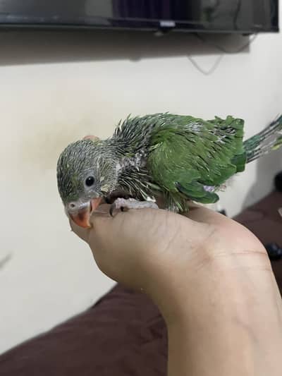 Ringneck chicks pair