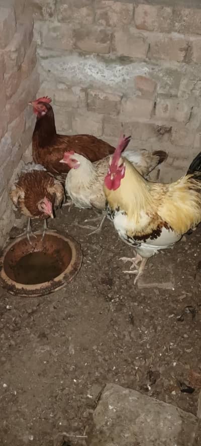 Urgent sale 5000
