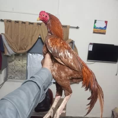 aseel mianwali peshawari pila
