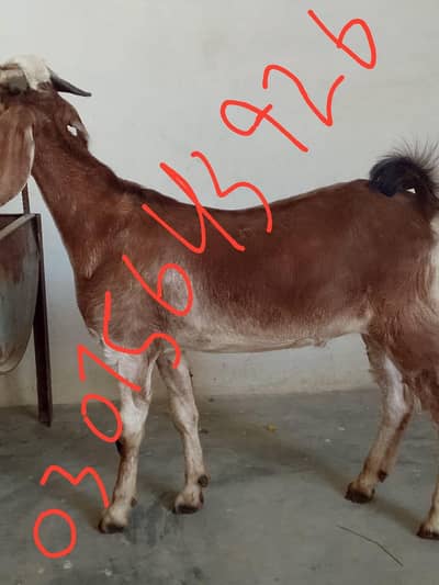 bakra