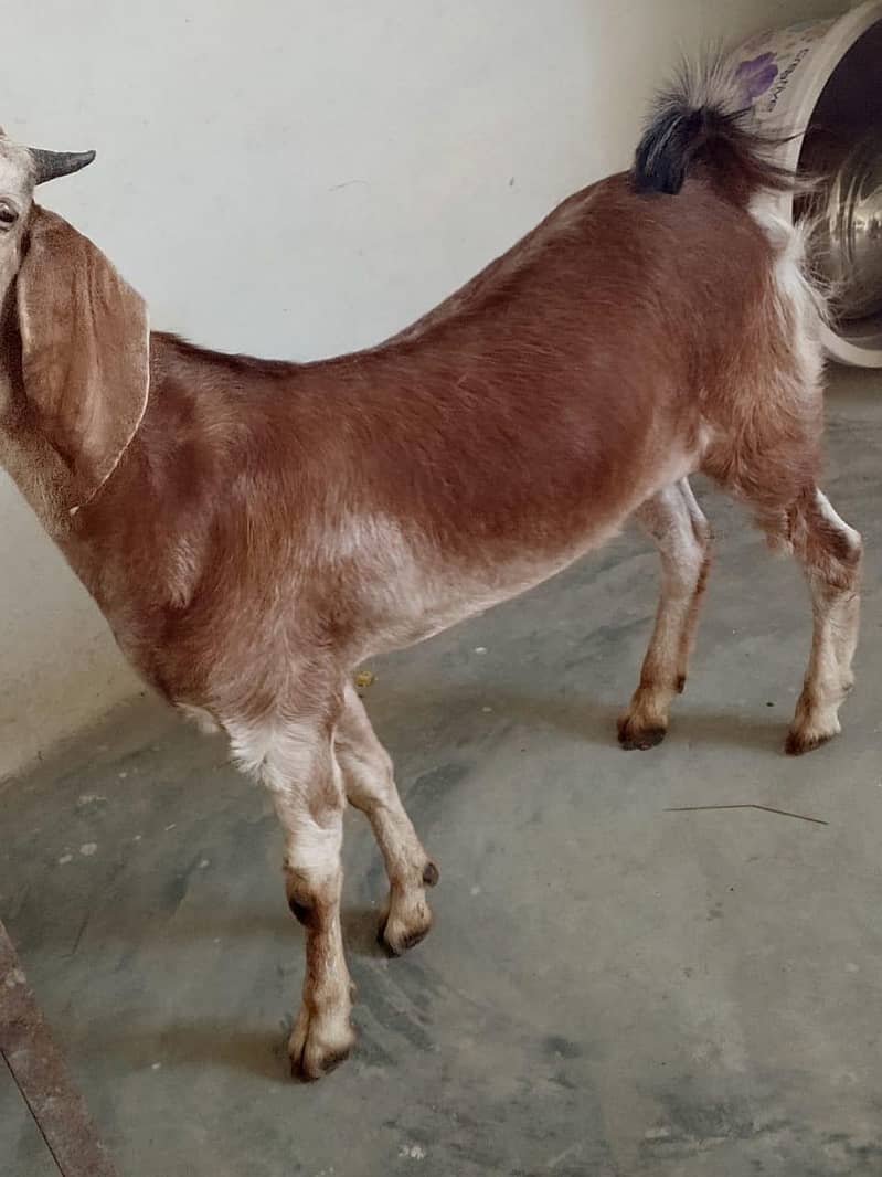 bakra 1