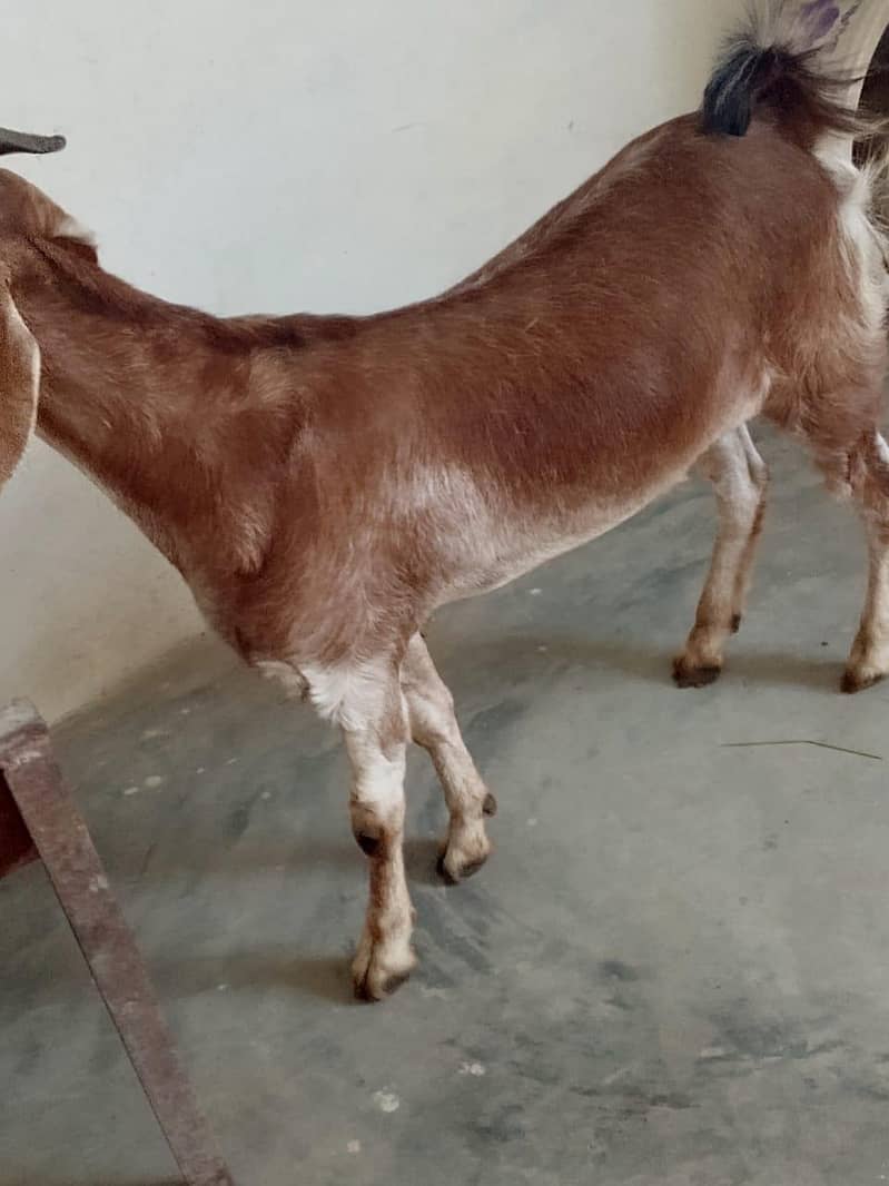 bakra 2
