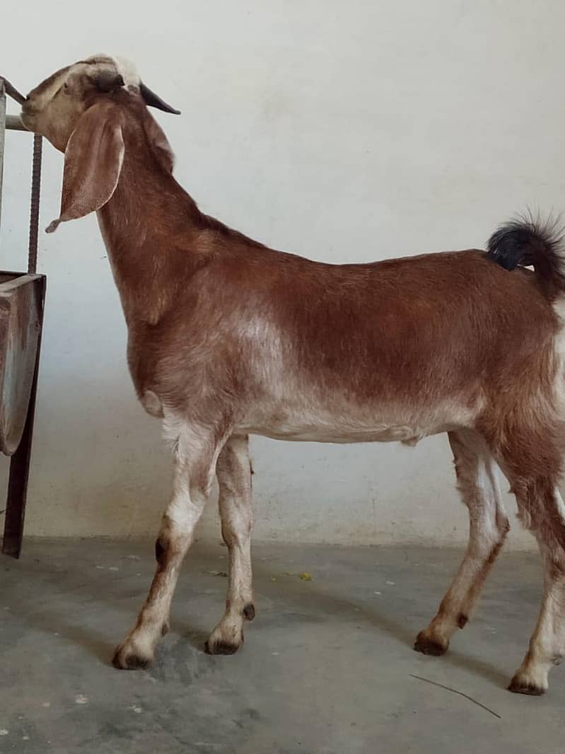 bakra 3