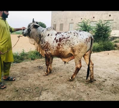 Qurbani k liye sale bull