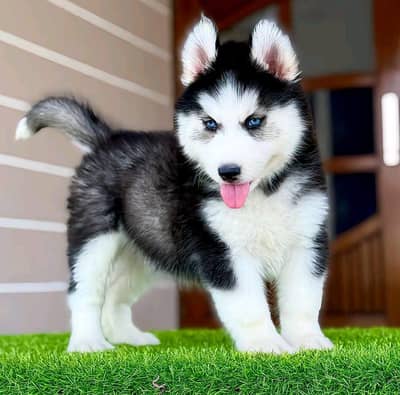 Siberian husky dog for sale 2 month age Whatsapp no 03291198929