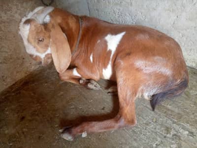 Qurbani Ka lia bakra. choga ha or gar Ka palla huwa