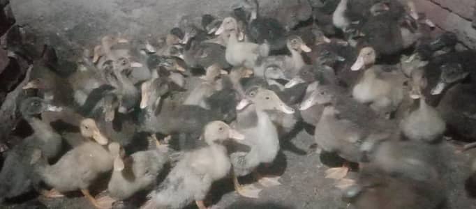 Duck 