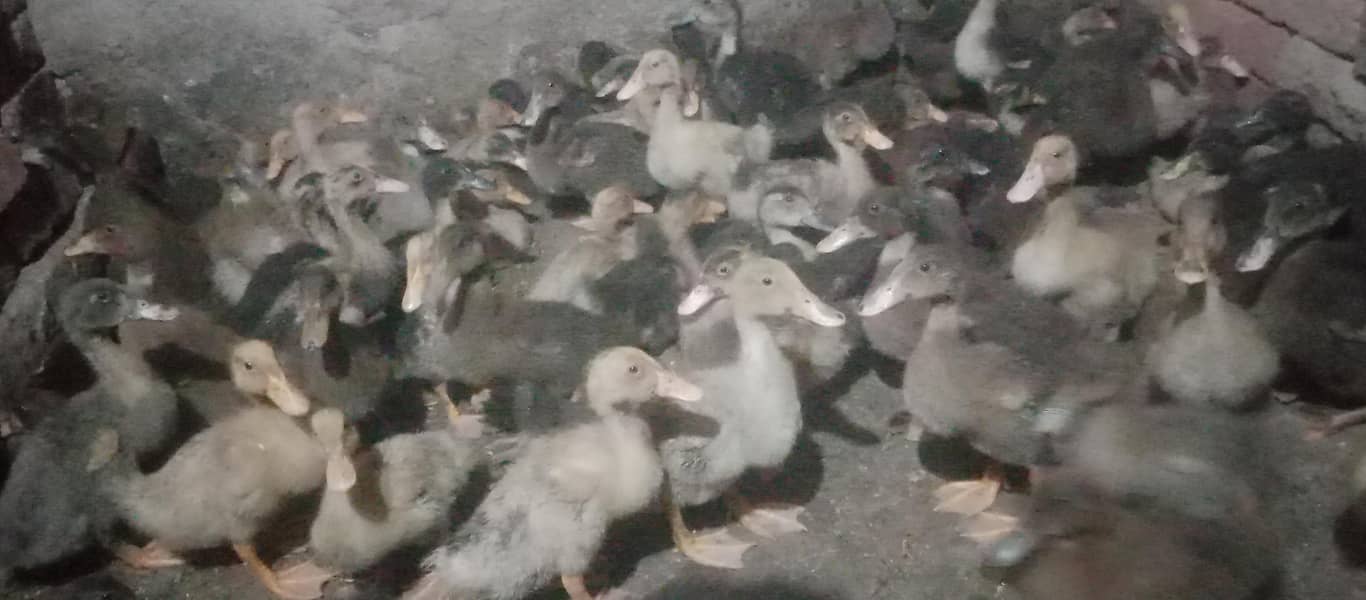 Duck  0