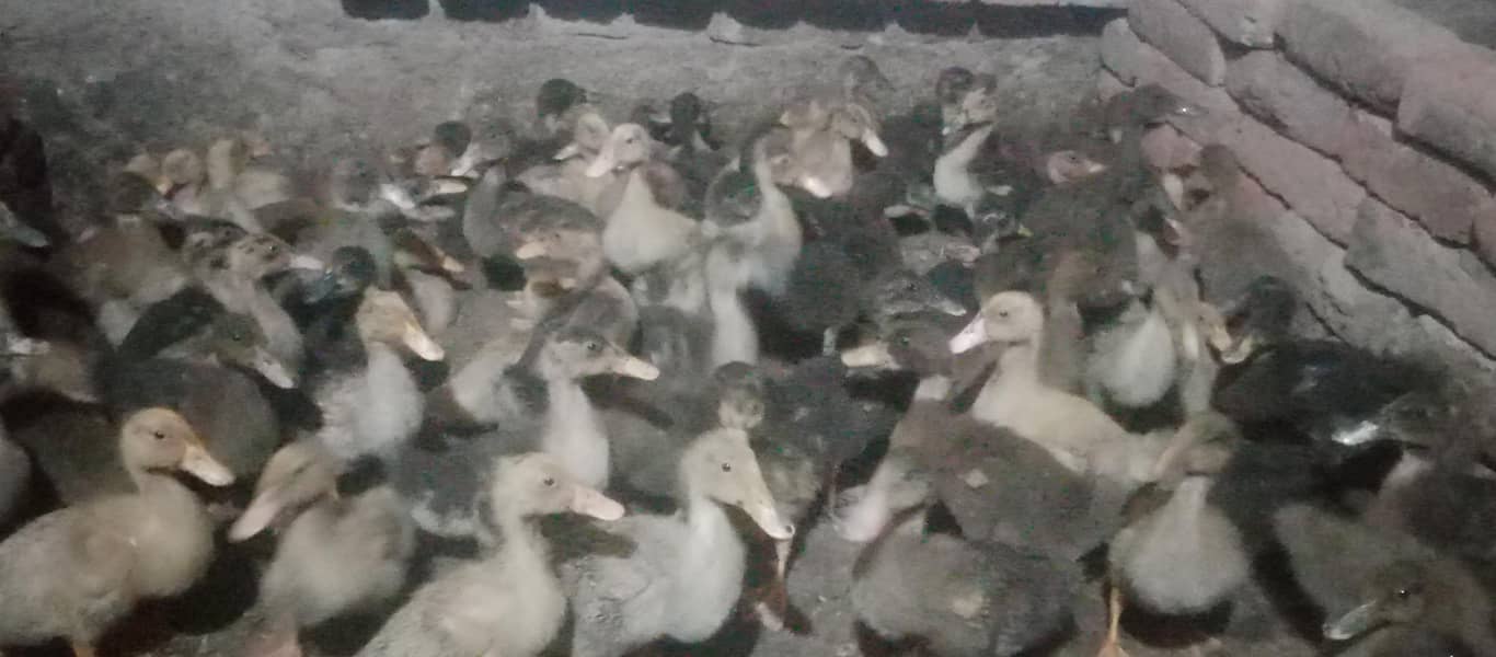 Duck  2