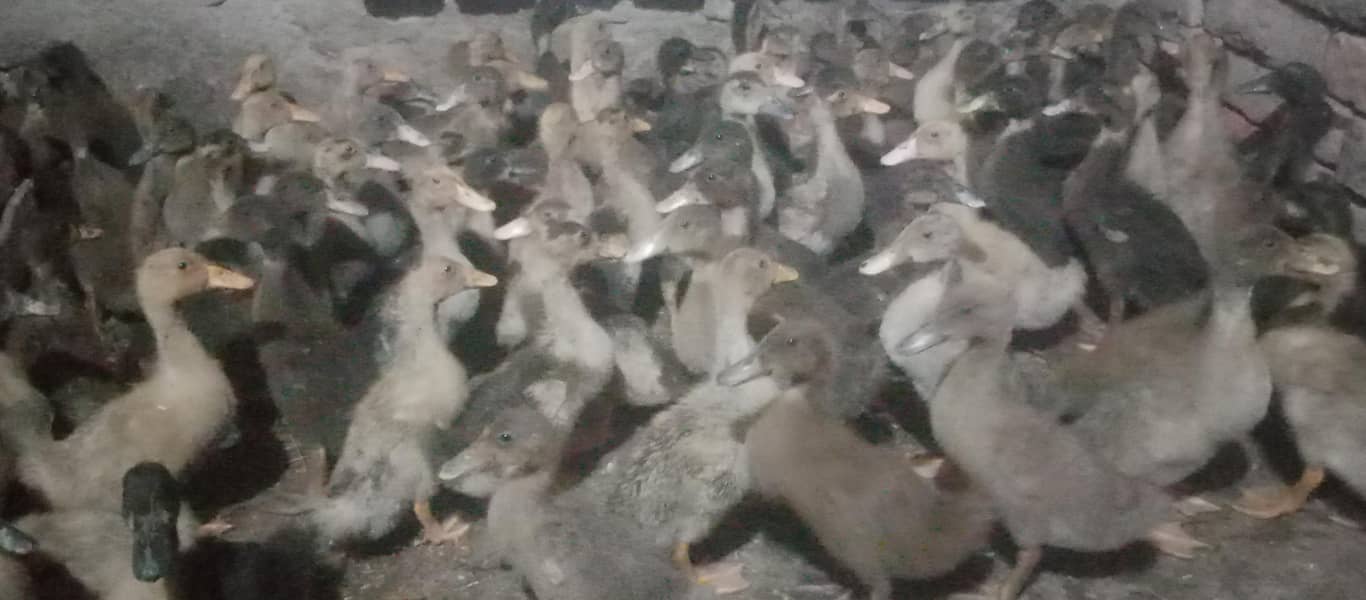 Duck  3