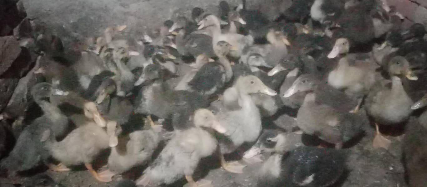 Duck  4