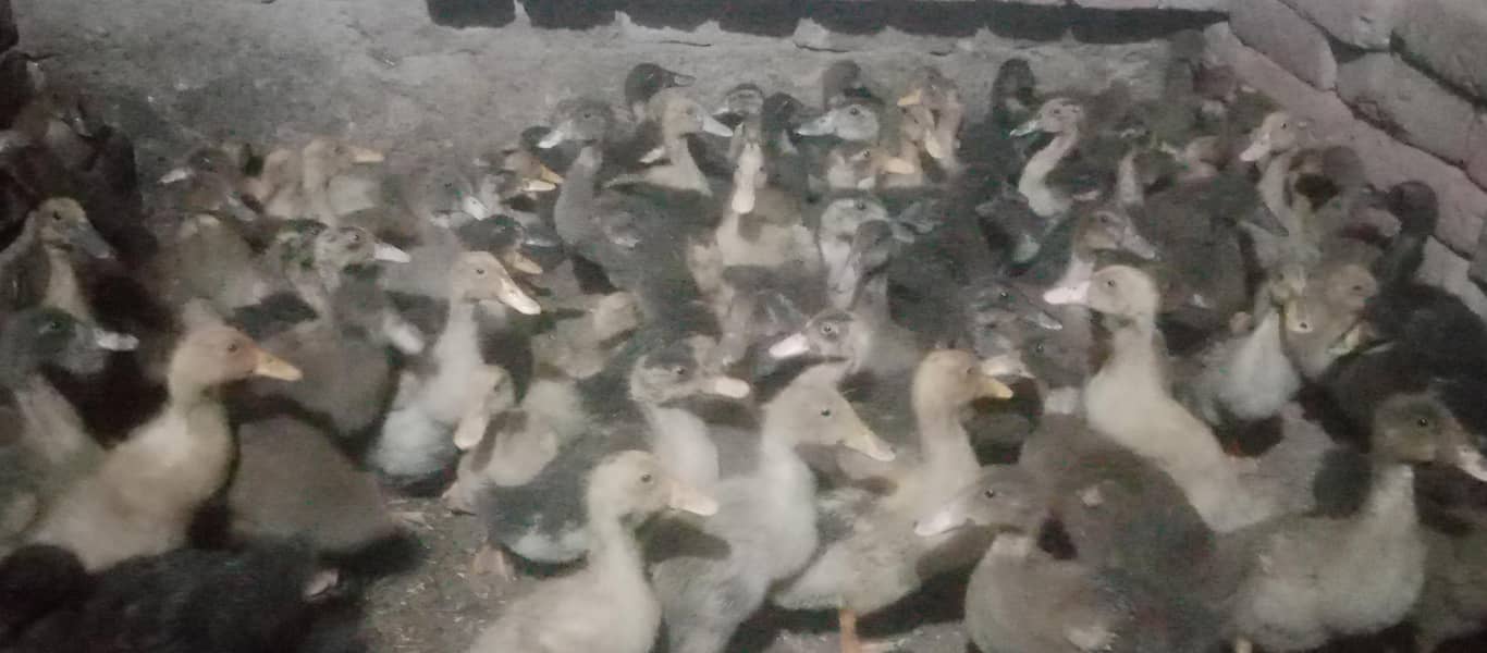 Duck  5