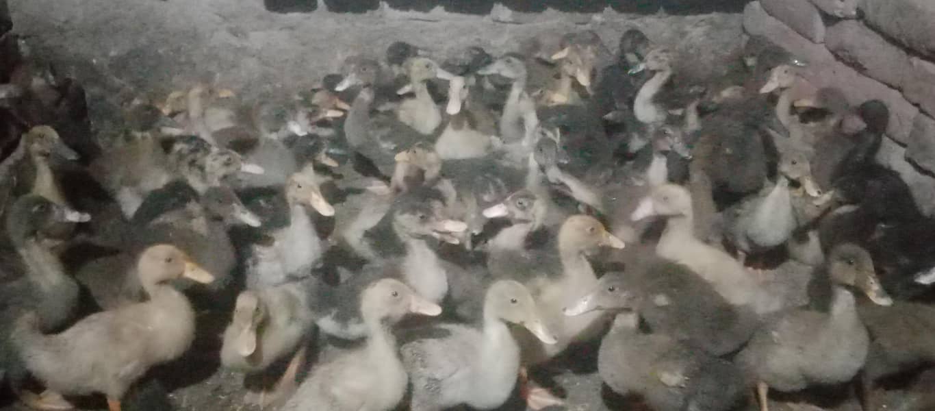 Duck  6