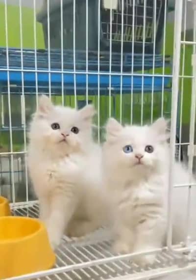 Persian cat triple cod for sale,my WhatsApp 03464644037