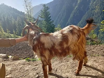 Bakra for Eid