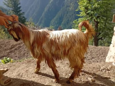 Bakra for Eid