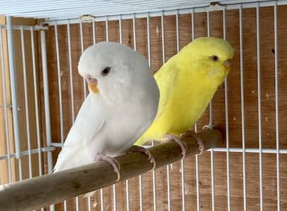 Budgies, blackening , Hogoromo, cockatiel
