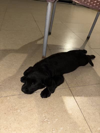 Black Labrador Female 2 Months Old