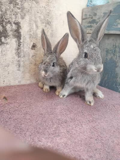 rabbits bunny for sale 2200 per piece