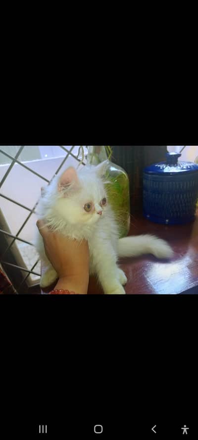 Persian kittens pure white
