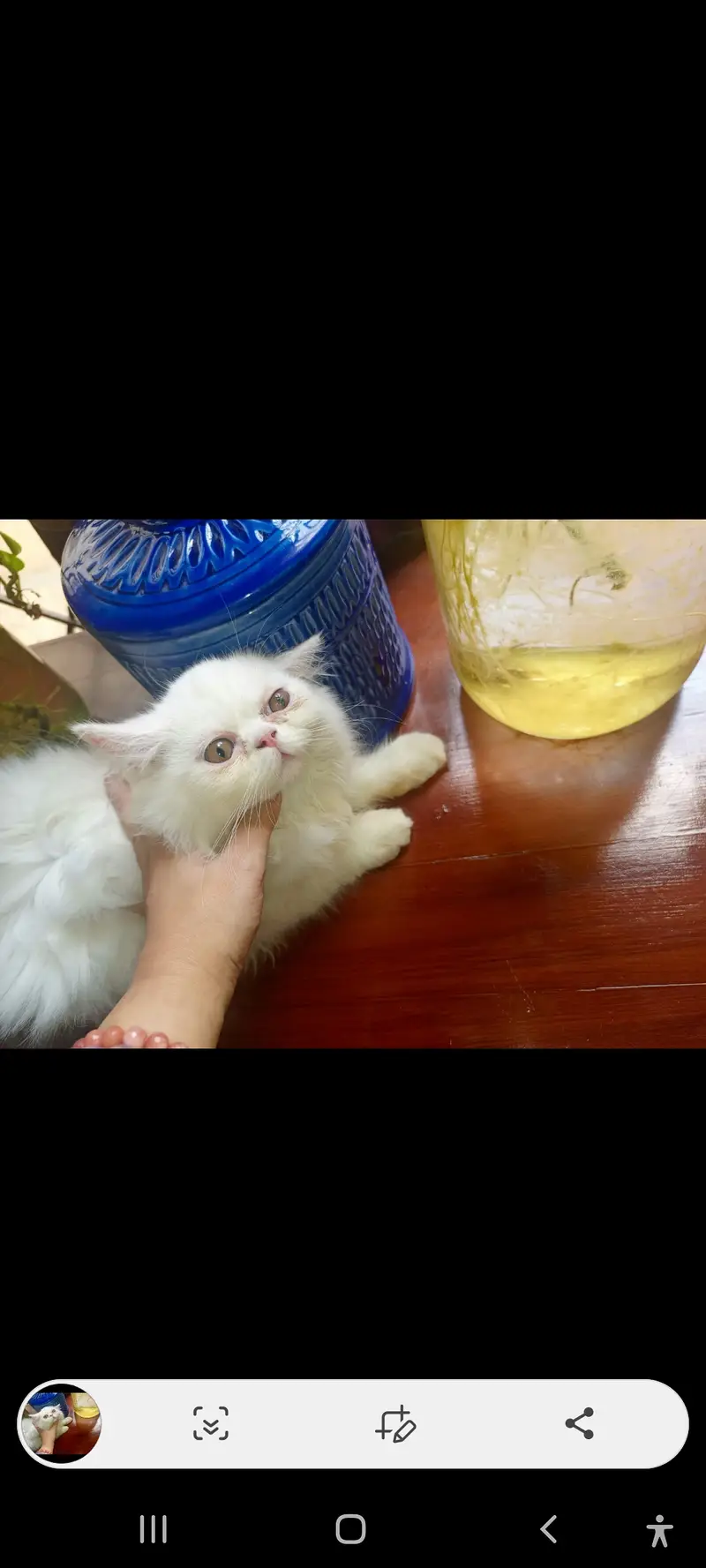 SALE SALE  Persian Kittens ONLY 1 PAIR LEFT — photo 2