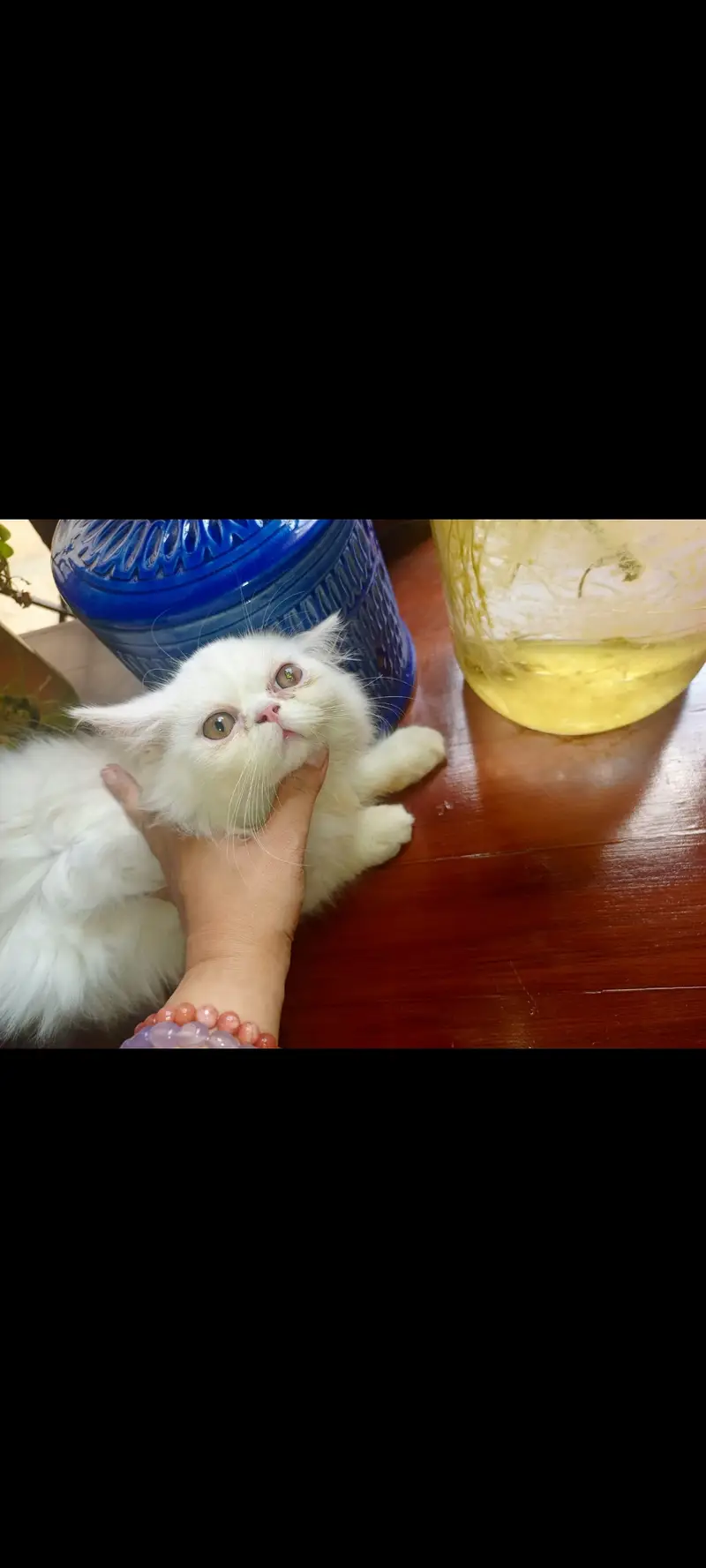 SALE SALE  Persian Kittens ONLY 1 PAIR LEFT — photo 3