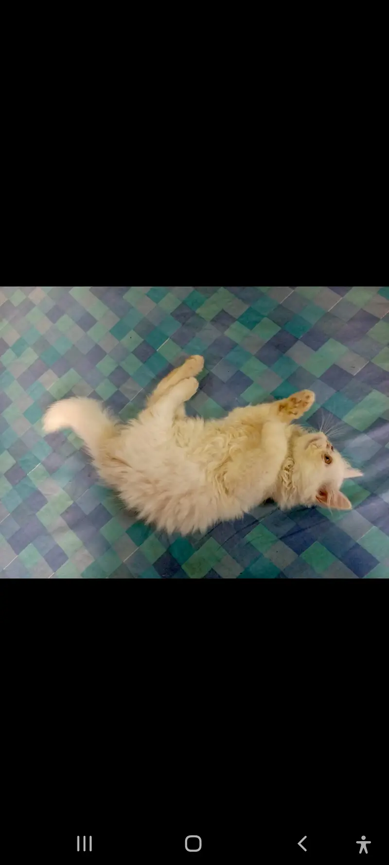 SALE SALE  Persian Kittens ONLY 1 PAIR LEFT — photo 4
