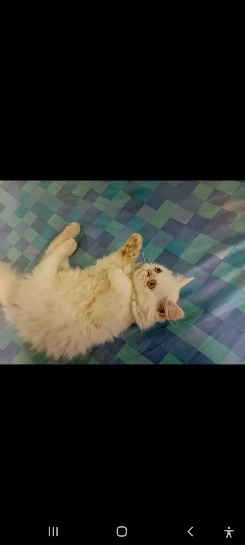 SALE SALE  Persian Kittens ONLY 1 PAIR LEFT — photo 5