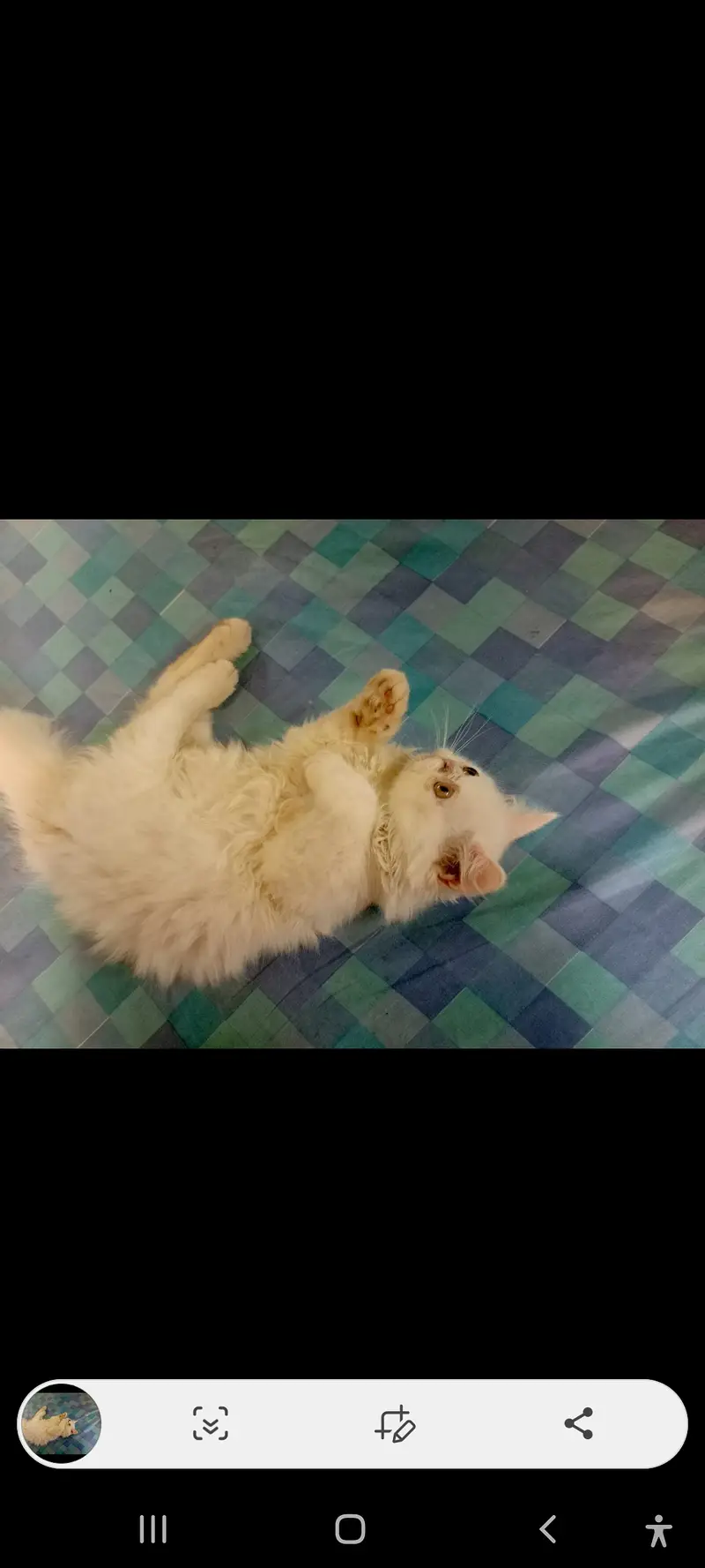 SALE SALE  Persian Kittens ONLY 1 PAIR LEFT — photo 6