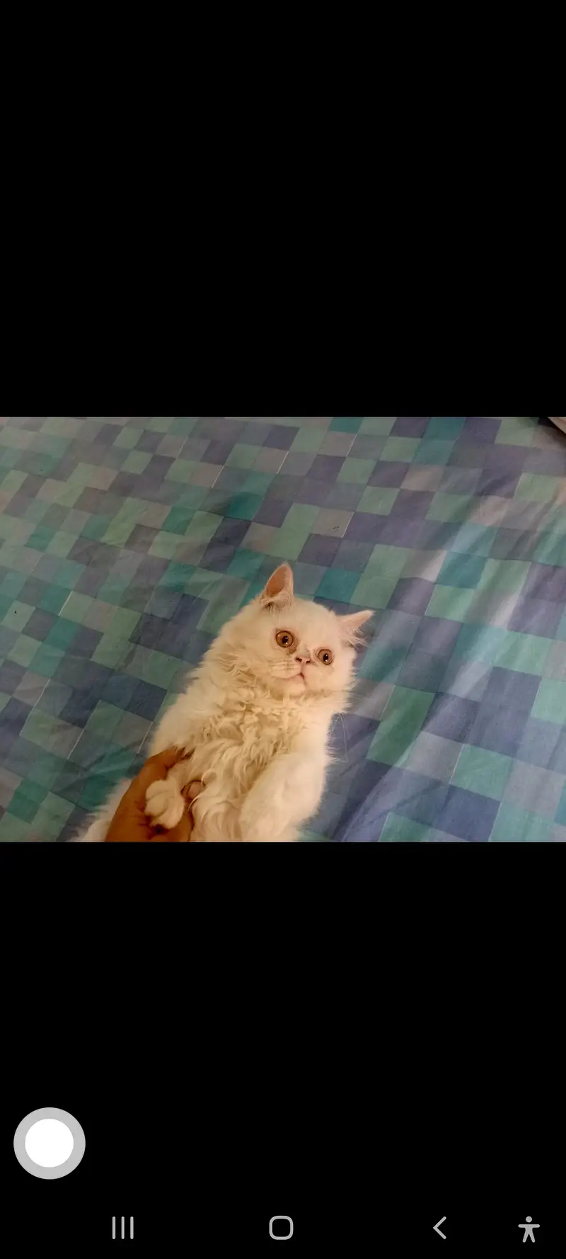 SALE SALE  Persian Kittens ONLY 1 PAIR LEFT — photo 8