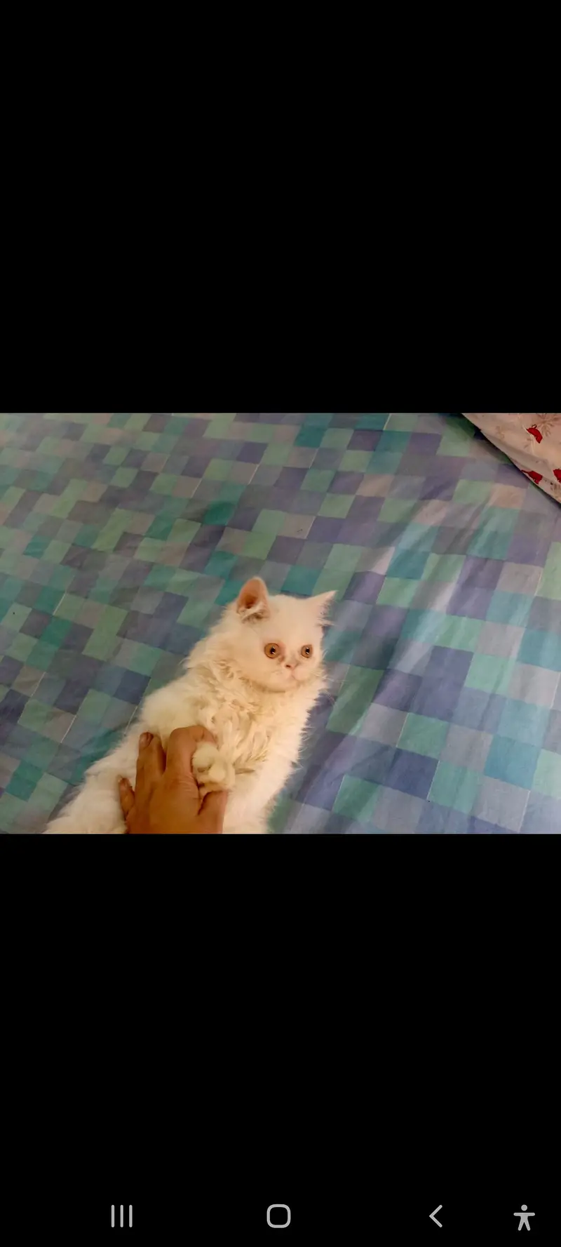 SALE SALE  Persian Kittens ONLY 1 PAIR LEFT — photo 9