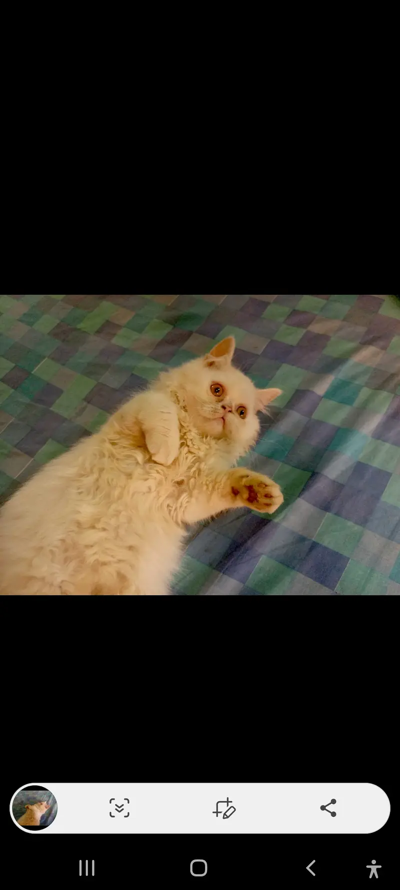 SALE SALE  Persian Kittens ONLY 1 PAIR LEFT — photo 10