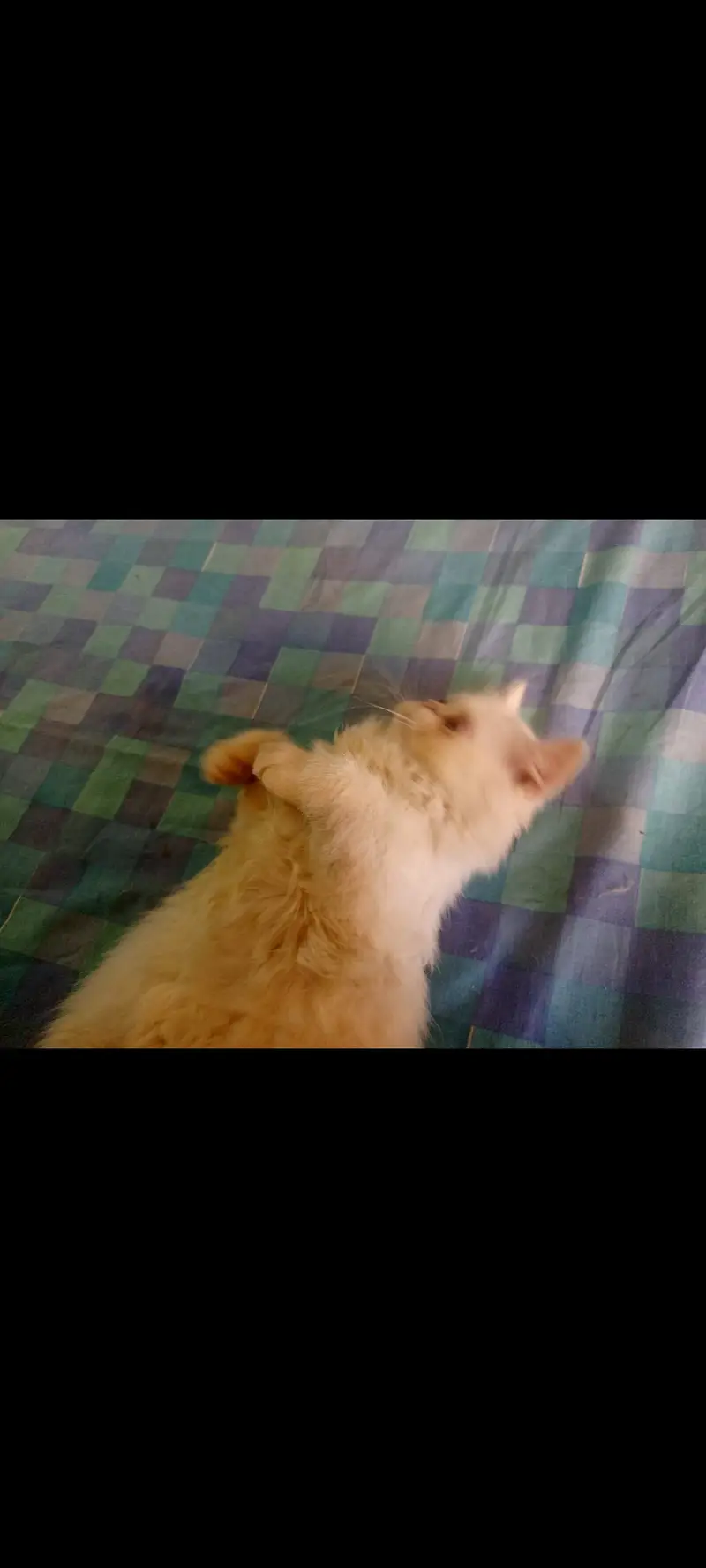 SALE SALE  Persian Kittens ONLY 1 PAIR LEFT — photo 11