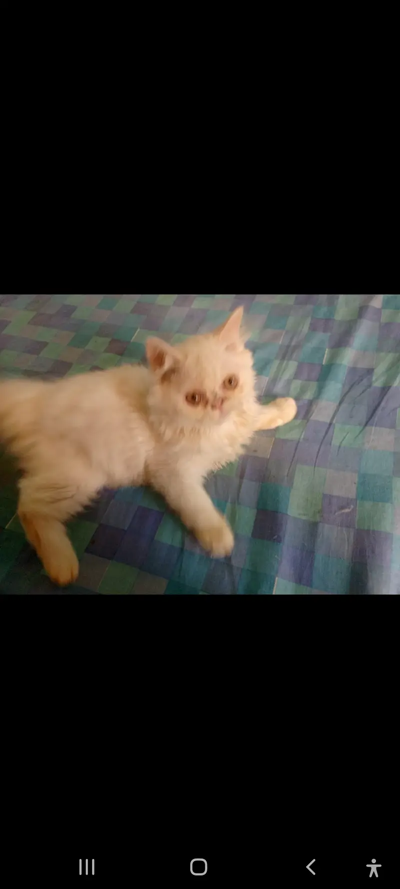 SALE SALE  Persian Kittens ONLY 1 PAIR LEFT — photo 12