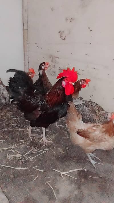 Desi Andy wali Murgiiya For Sale