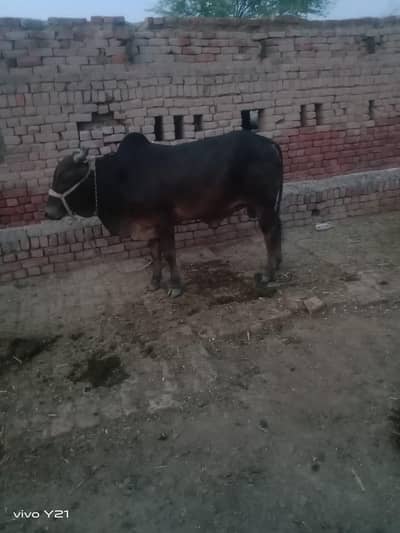 Sahiwal Wacha for Qurbani 2026