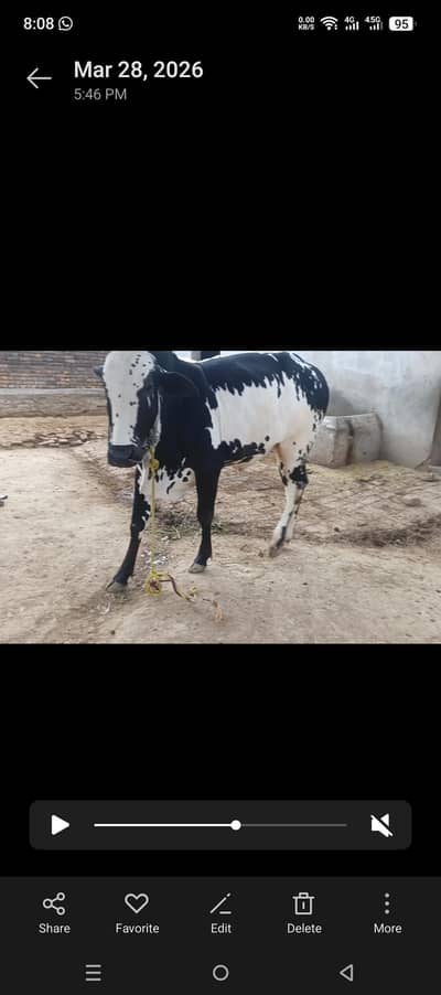 Qurbani wala veraa