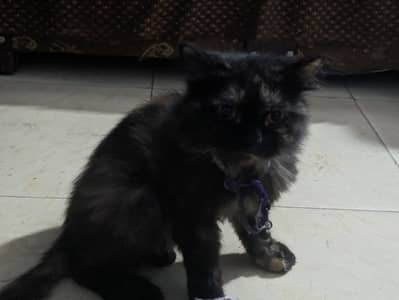 Persian cat