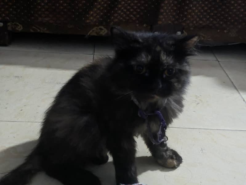 Persian cat 0