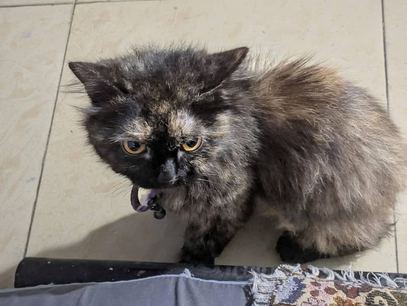 Persian cat 1