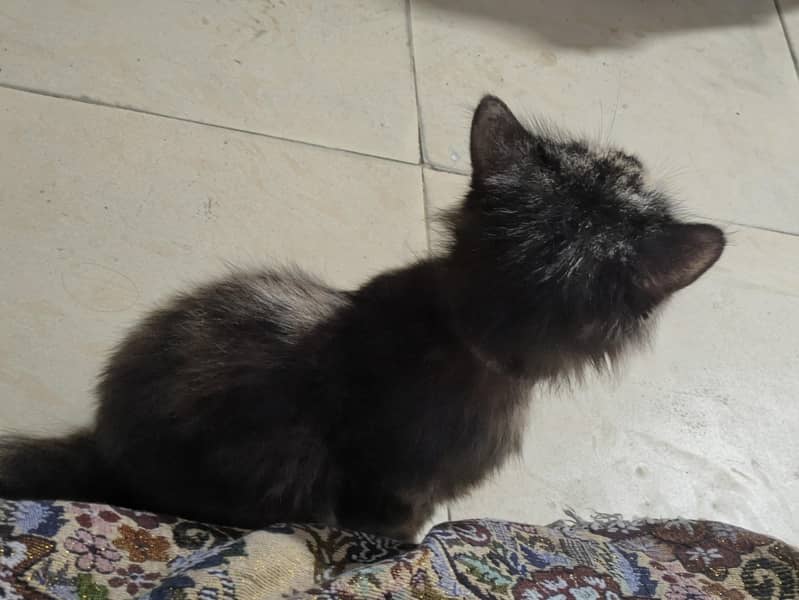 Persian cat 2