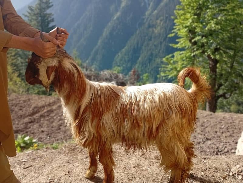 Barka for Eid 2