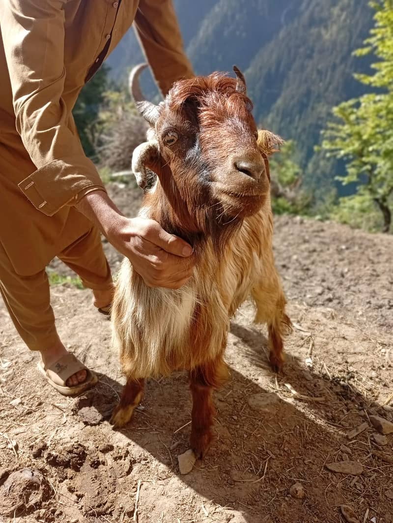 Barka for Eid 3