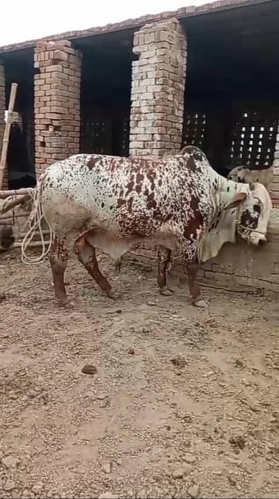 ya 2026 ki qurbani ke liya available hai 03265300290